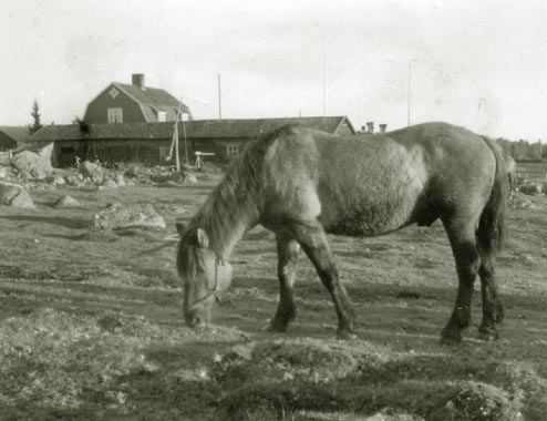 Häst 1920
